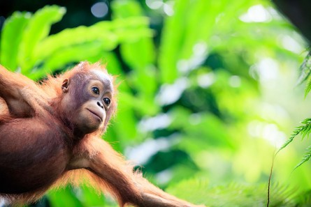 orangutan-resize
