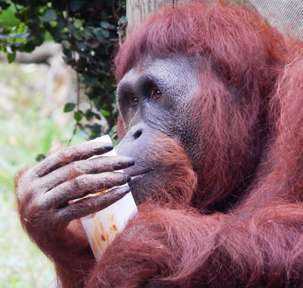 Orangutan Kelly enjoying using a raisin board