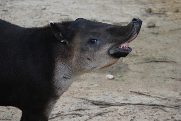 tapir sos blog