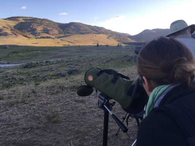Observing Yellowstone's wolves through a scope.