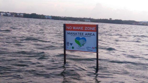 Signs in the waters of Belize telling boaters to slow down to protect this species.