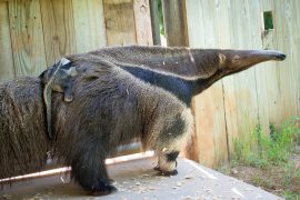 baby-anteater-0002-4491