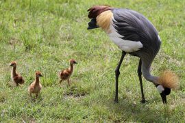 grey-crowned-crane-chicks