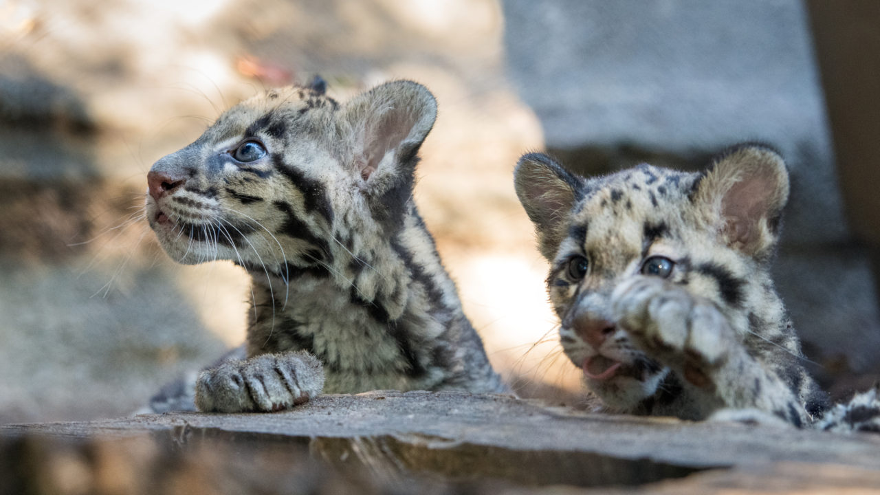 clouded leopard cubs on tree log