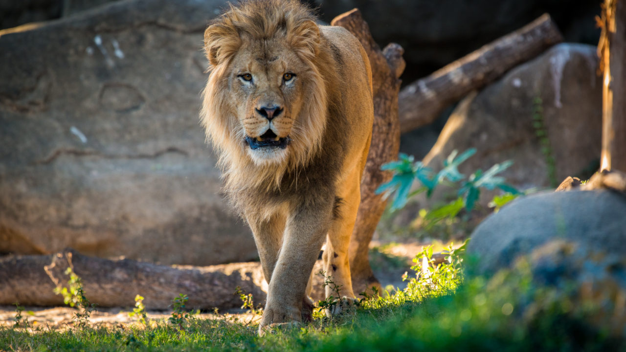 male African lion walking outside in habitat