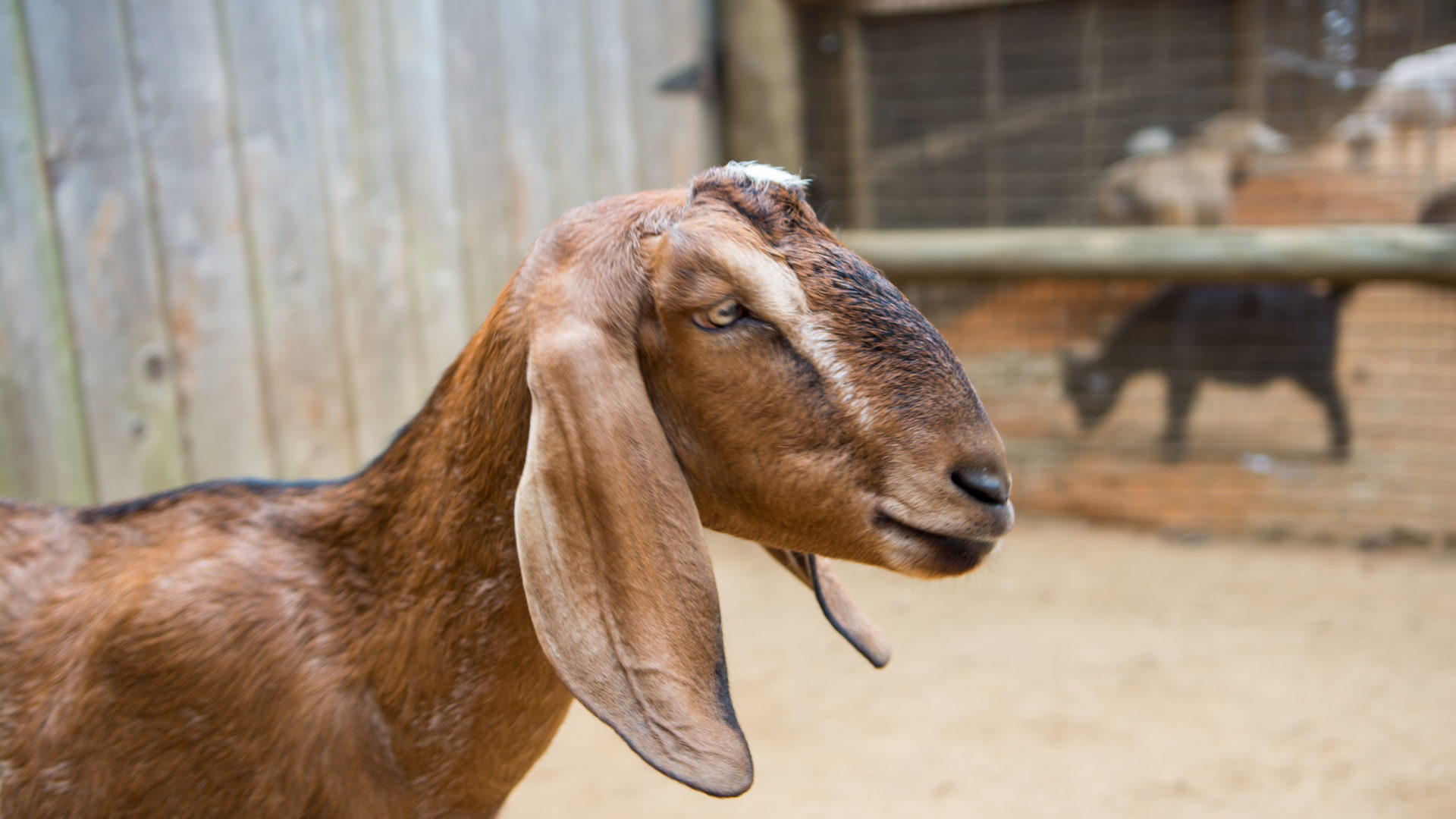 nubian-goat-the-houston-zoo