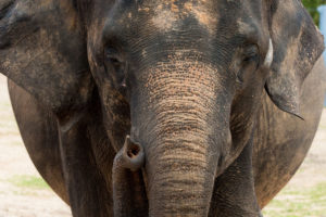 Member Morning: Elephants