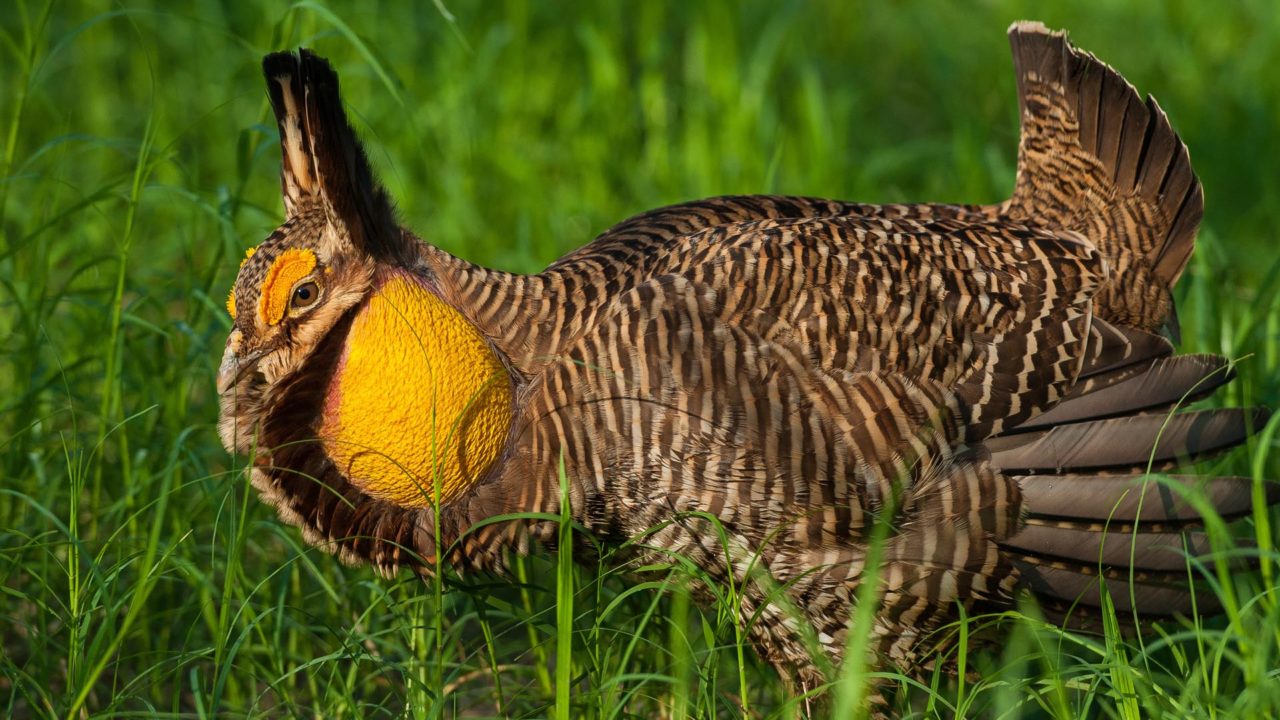 male Attwater's prairie chicken sitting in grass in the wild