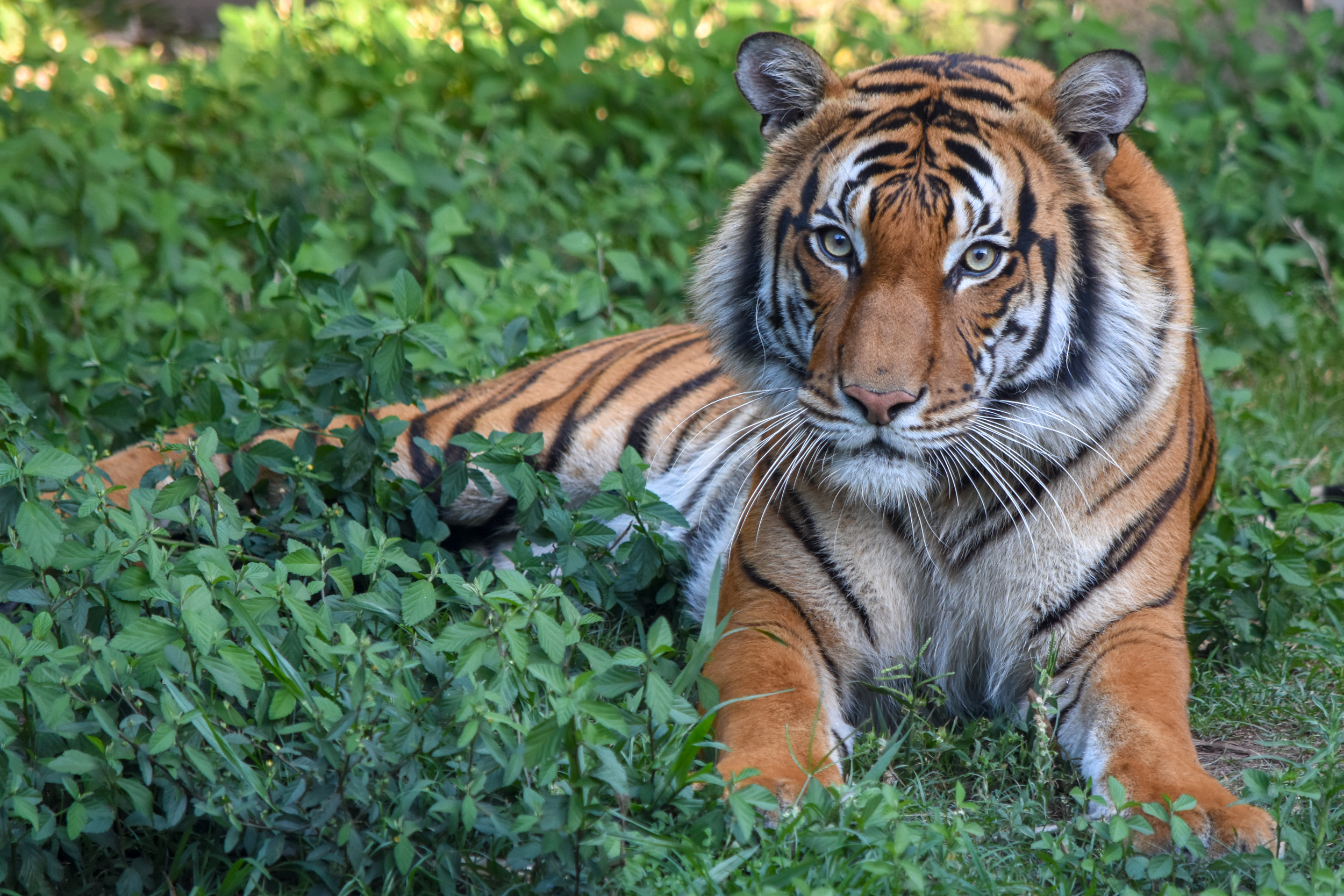 spotlight-on-species-sos-malayan-tigers-the-houston-zoo