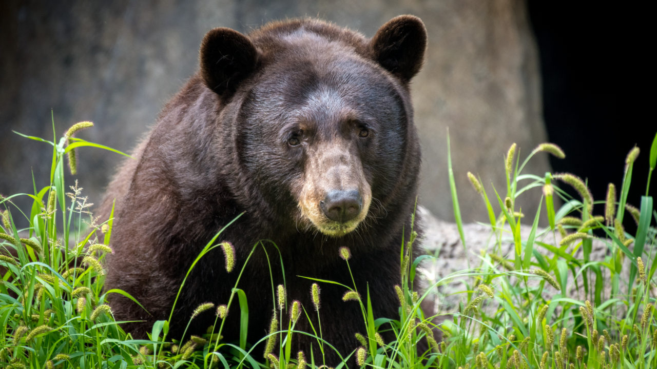 black bear sitting outside in grass