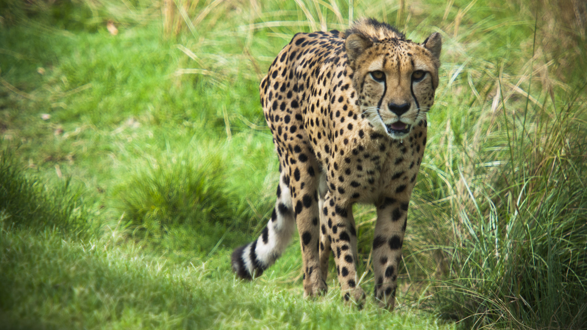 Cheetah - The Houston Zoo