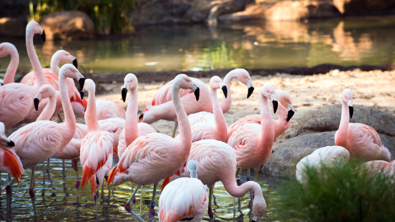 flock of chilean flamingos in water