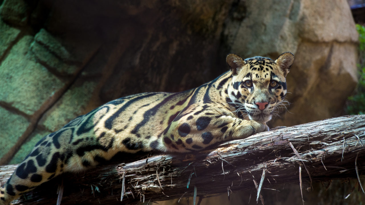 clouded leopard laying on tree branch