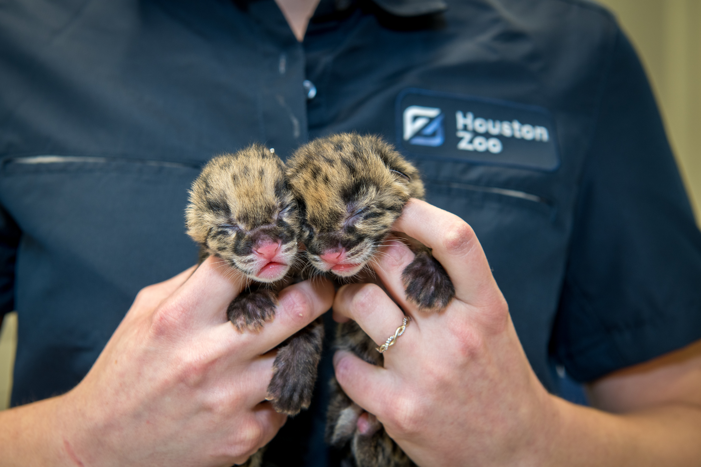 New Pair of Clouded Leopards Born at the Zoo! The