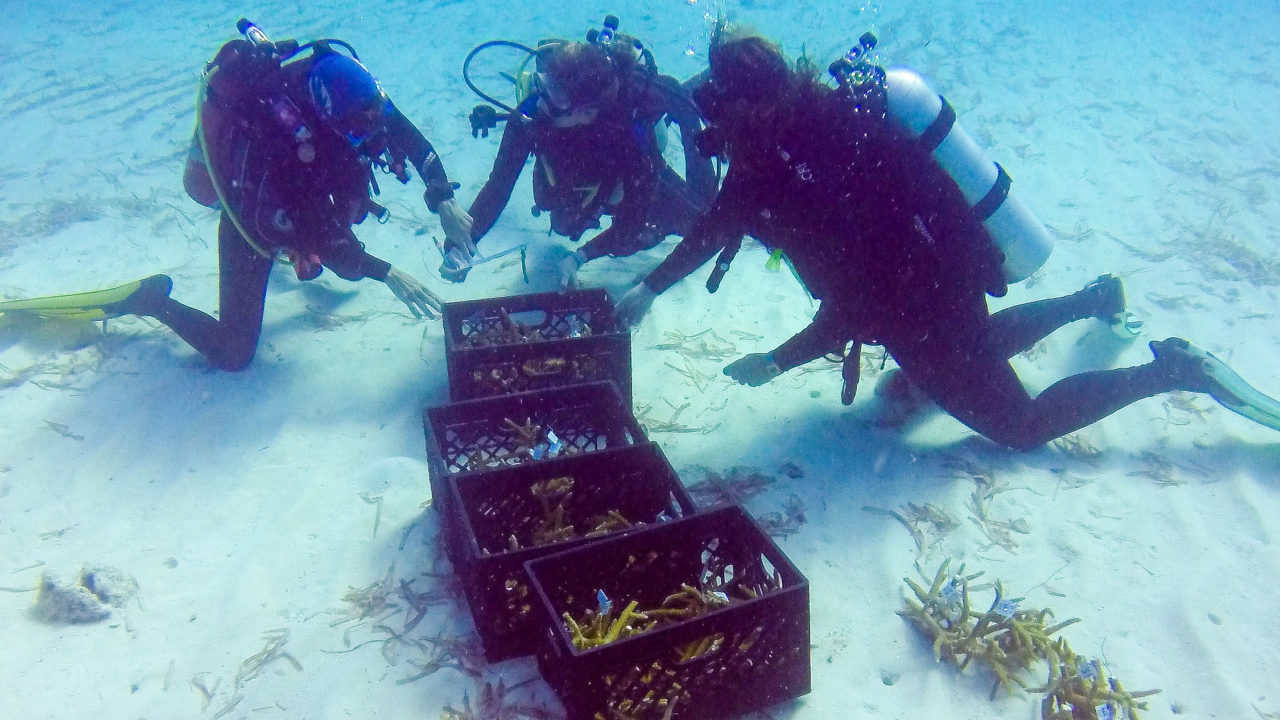 underwater coral restoration with scuba divers