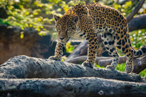 Hispanic Heritage Weekend at the Zoo