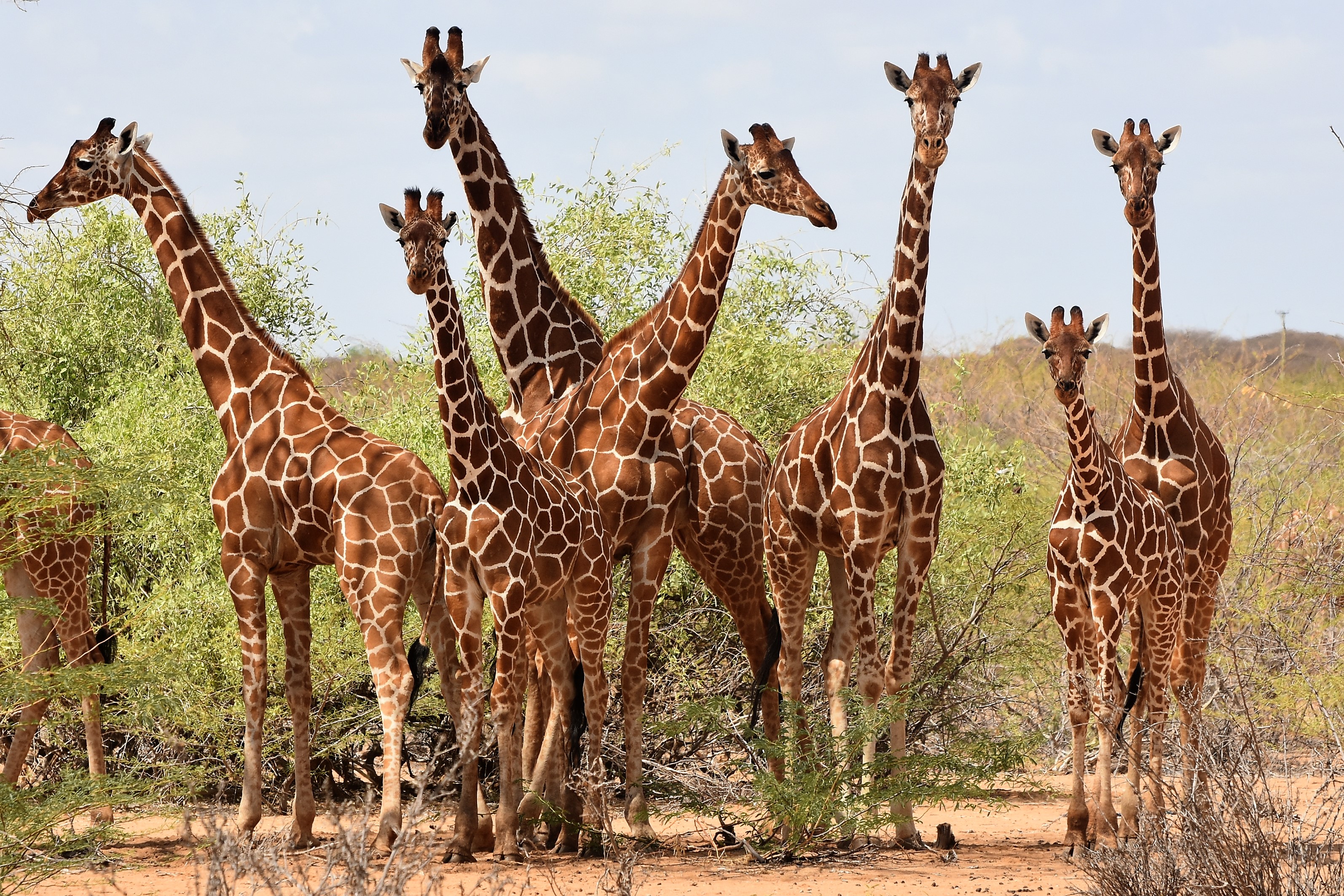 Protecting Kenya’s Endangered Wildlife: How you are Helping Giraffes