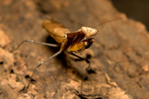 Be Kind To Bugs