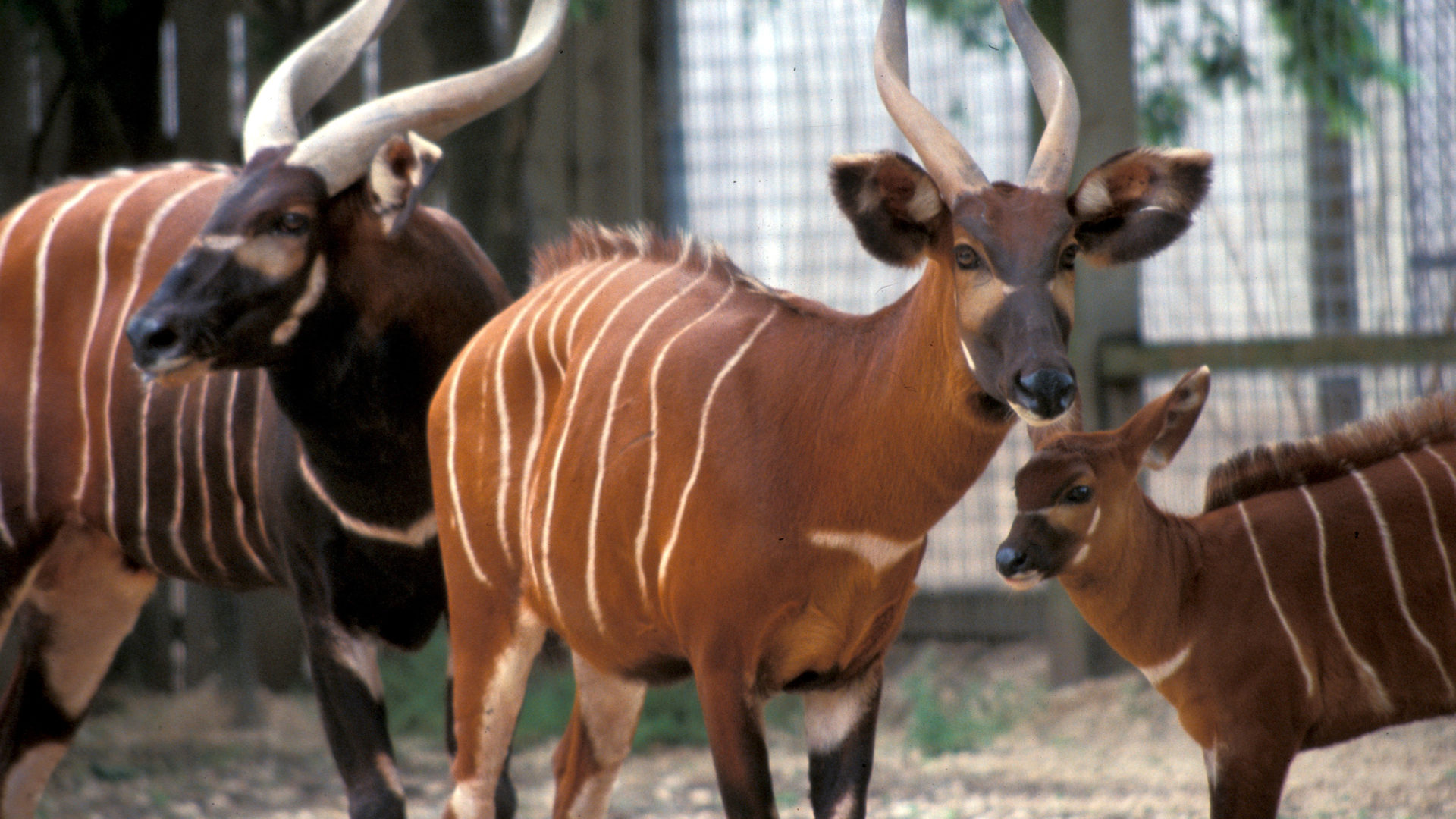 Eastern Bongo The Houston Zoo