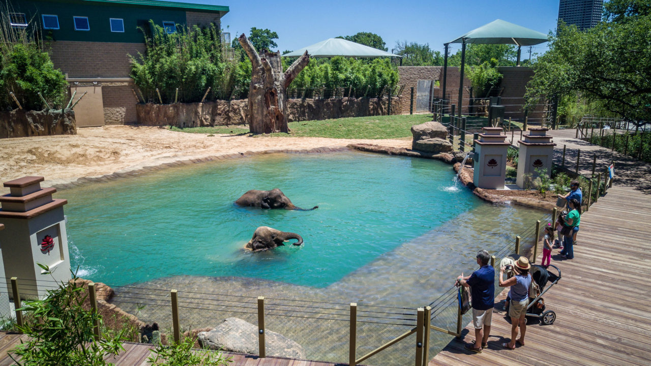 elephant boardwalk with elephants in pool as guests watch