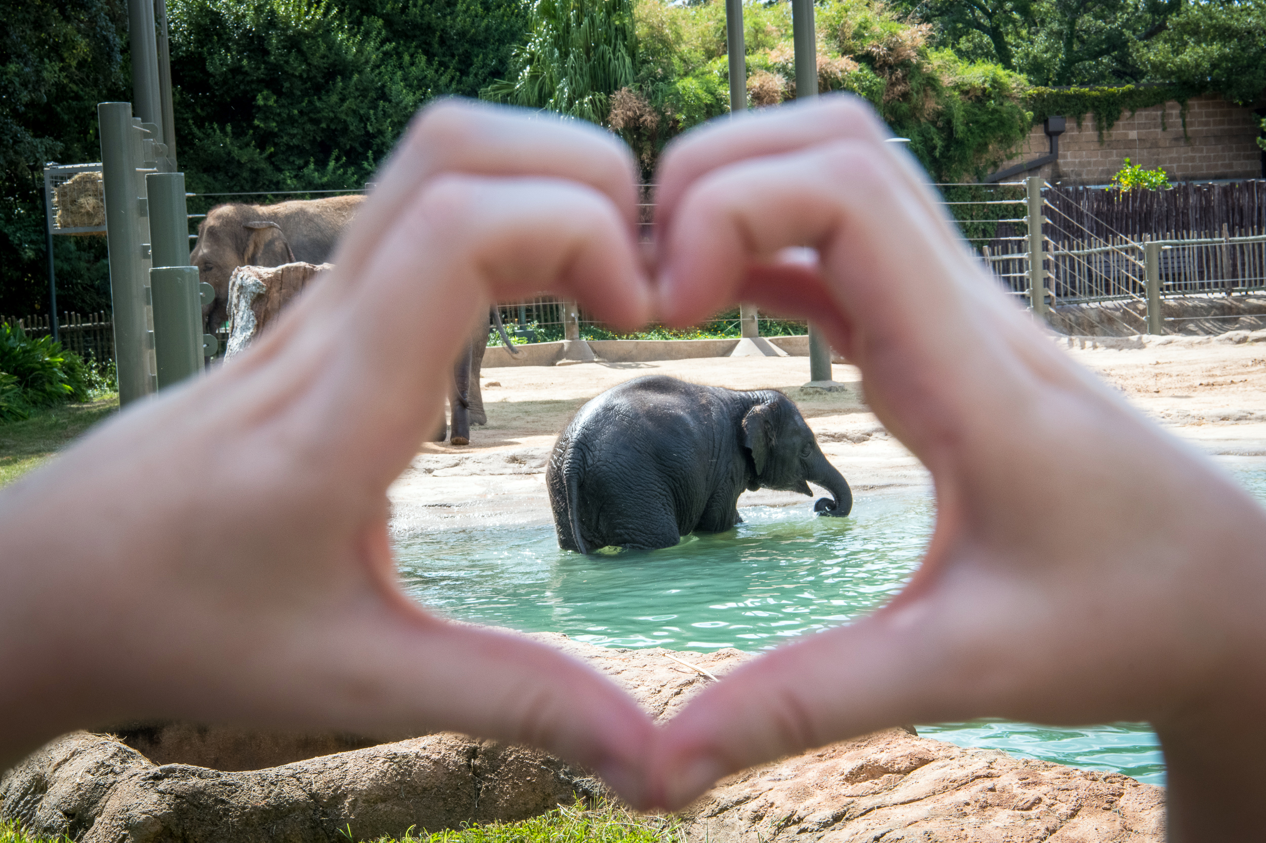 Show Tons of Love for Our Asian Elephants The Houston Zoo