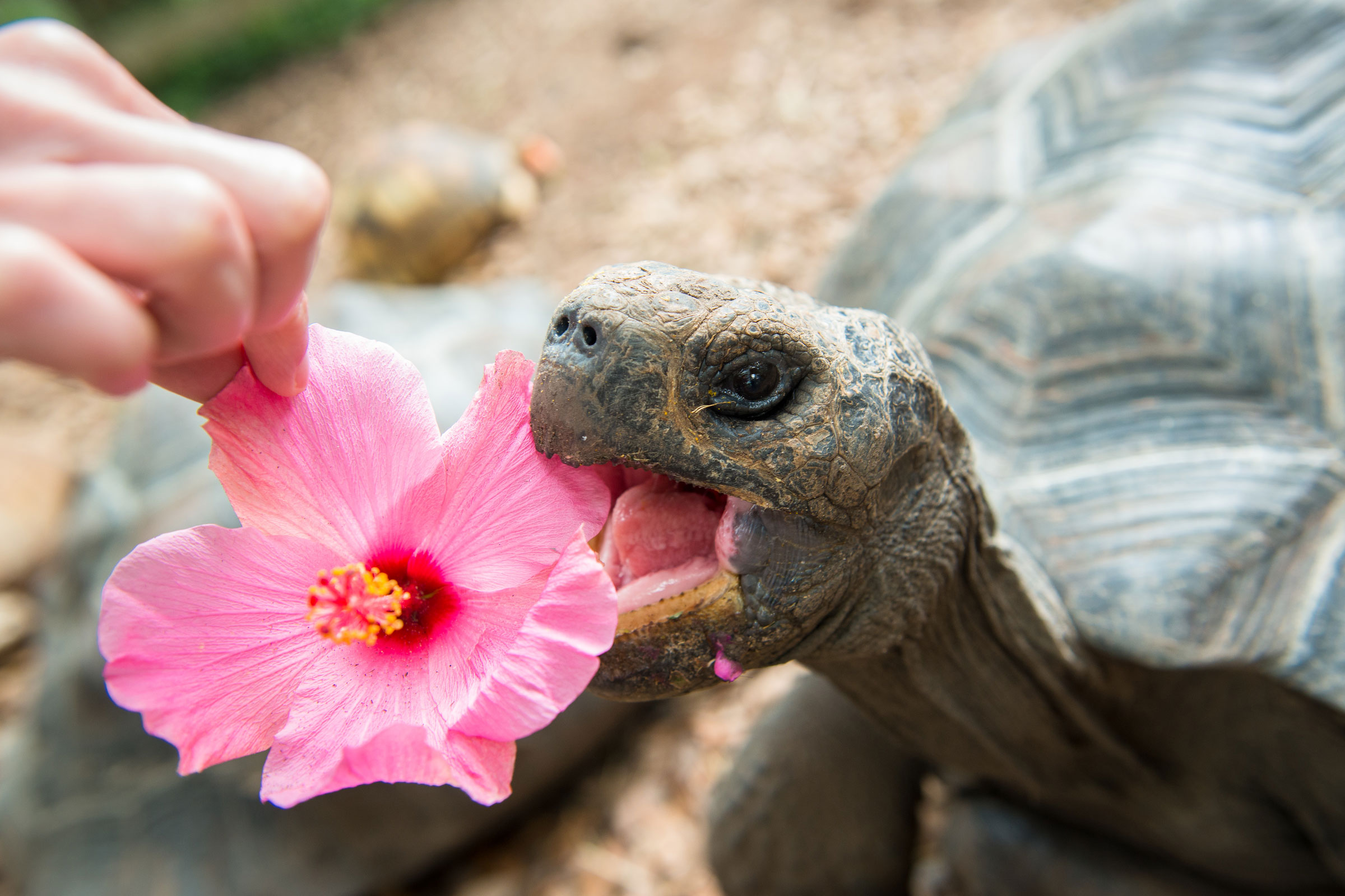 Zoo Sprouts! Toddling Tortoises! (1823 month olds) The