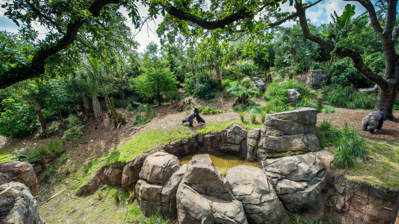 Evening Chill: African Forest Gorillas and Chimpanzees - The Houston Zoo