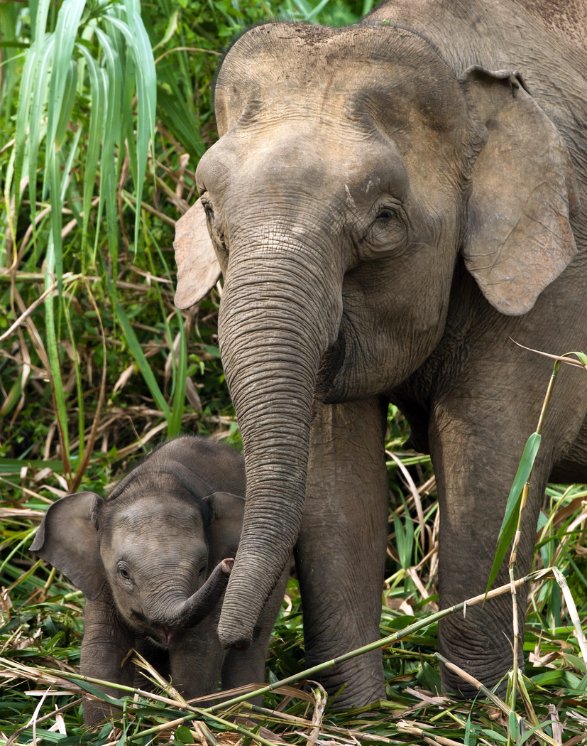 Elephant Population Increases on Island of Borneo The Houston Zoo