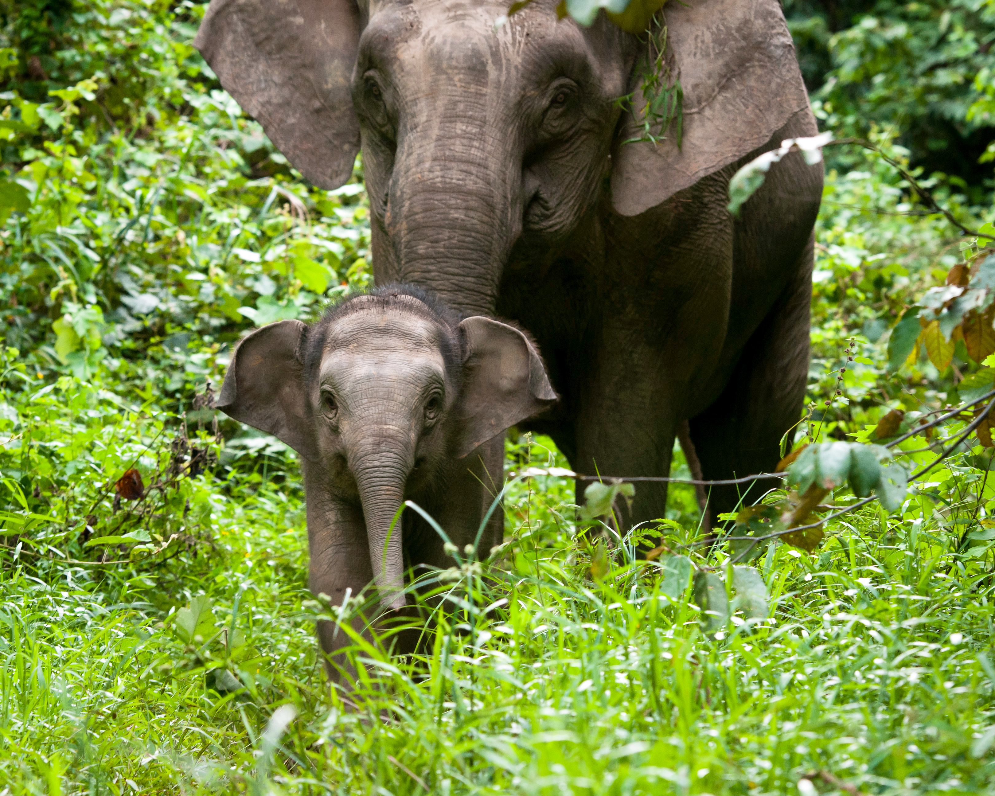 See Elephants At The Zoo, Save Them In Borneo - The Houston Zoo