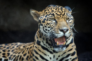 Member Morning: Pantanal