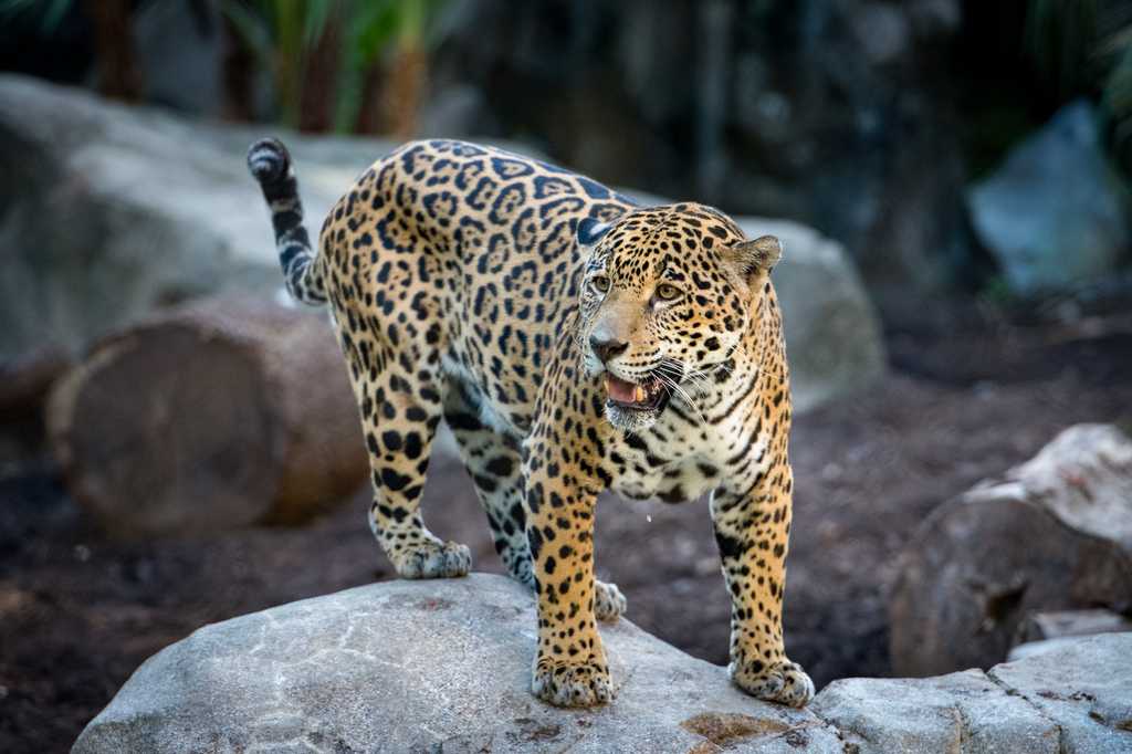 Good News We’re Protecting Jaguars in the Wild The