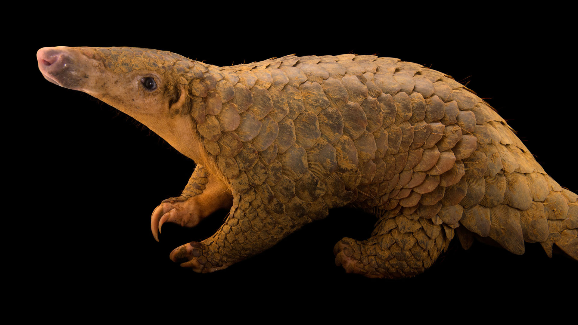 Pangolin The Houston Zoo