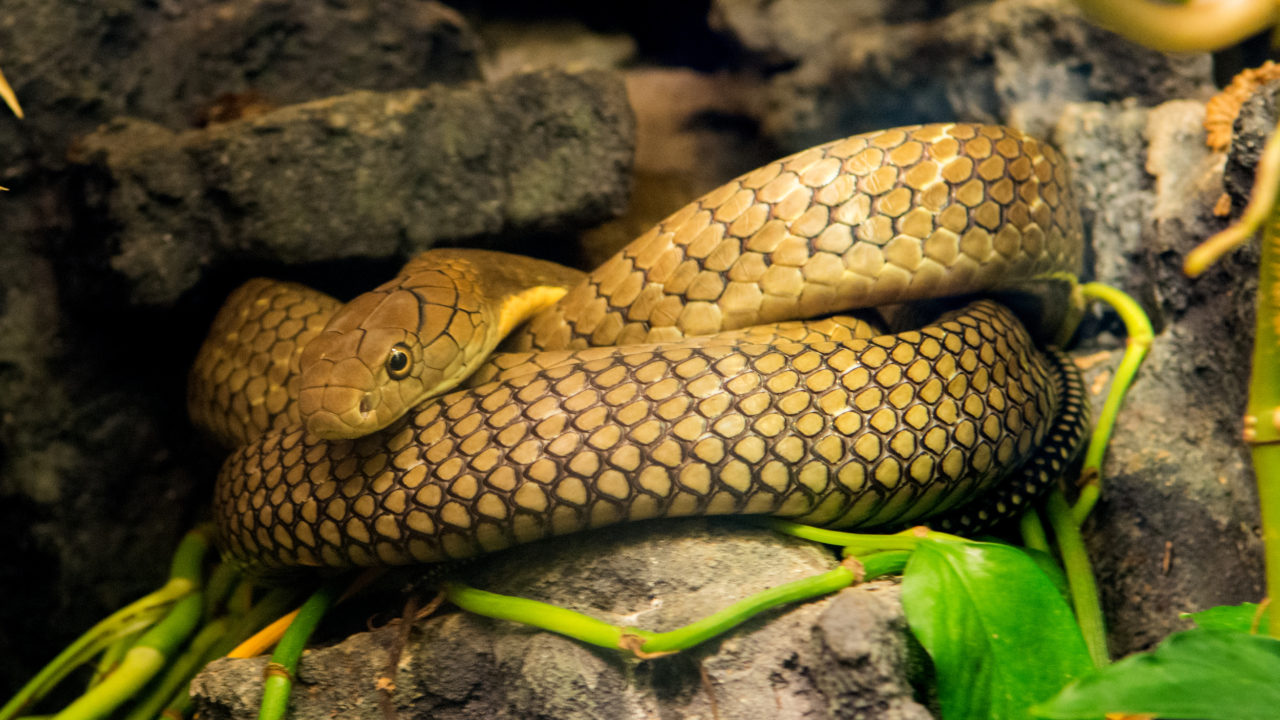 up-close shot of king cobra laying on rock on exhibit