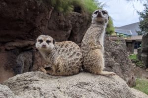 Adults Only Overnight (ages 18+): <br/>For the Love of Wildlife