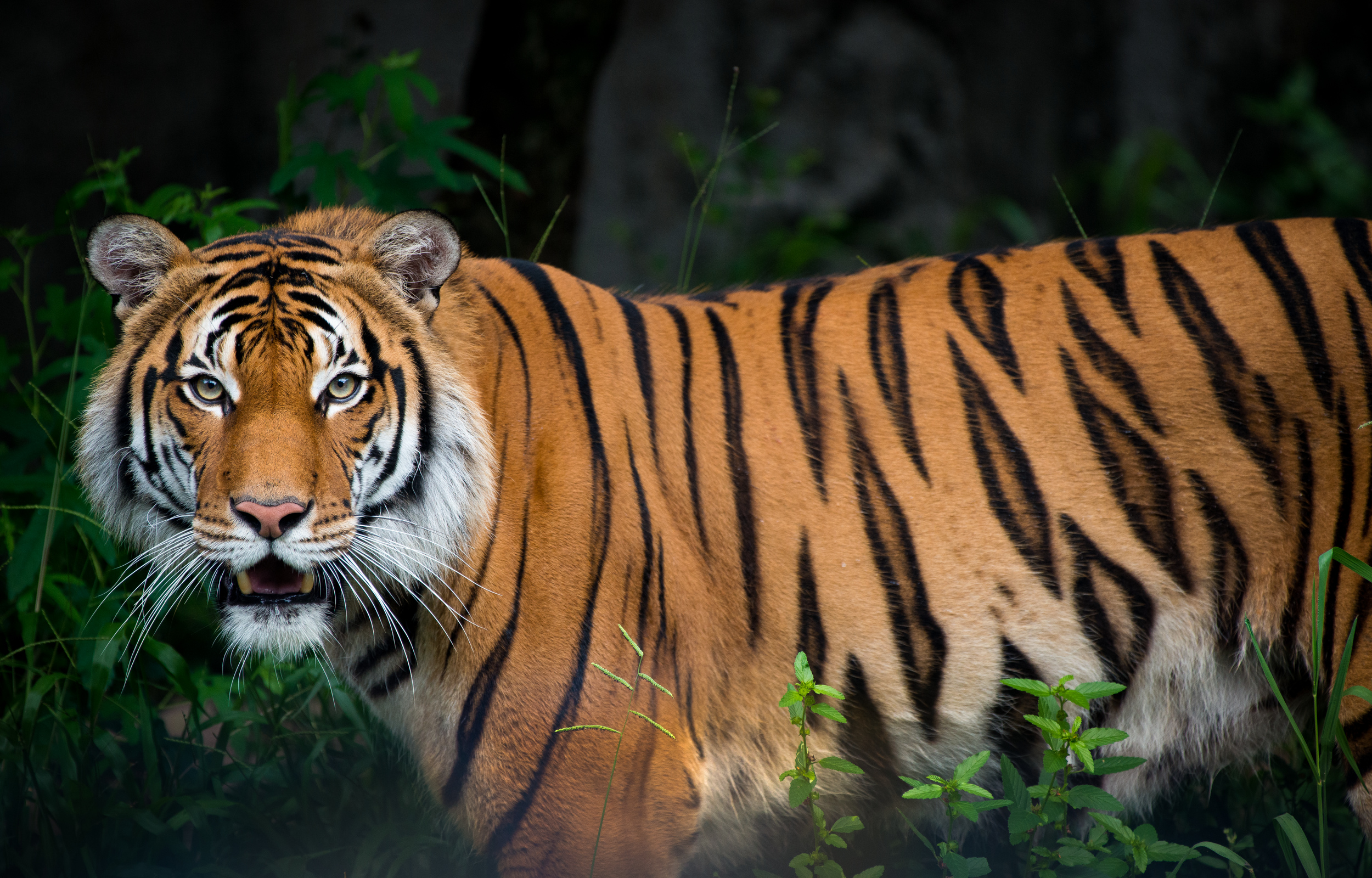 Zoo Sprouts Terrific Tigers 2 3 Year Olds The Houston Zoo