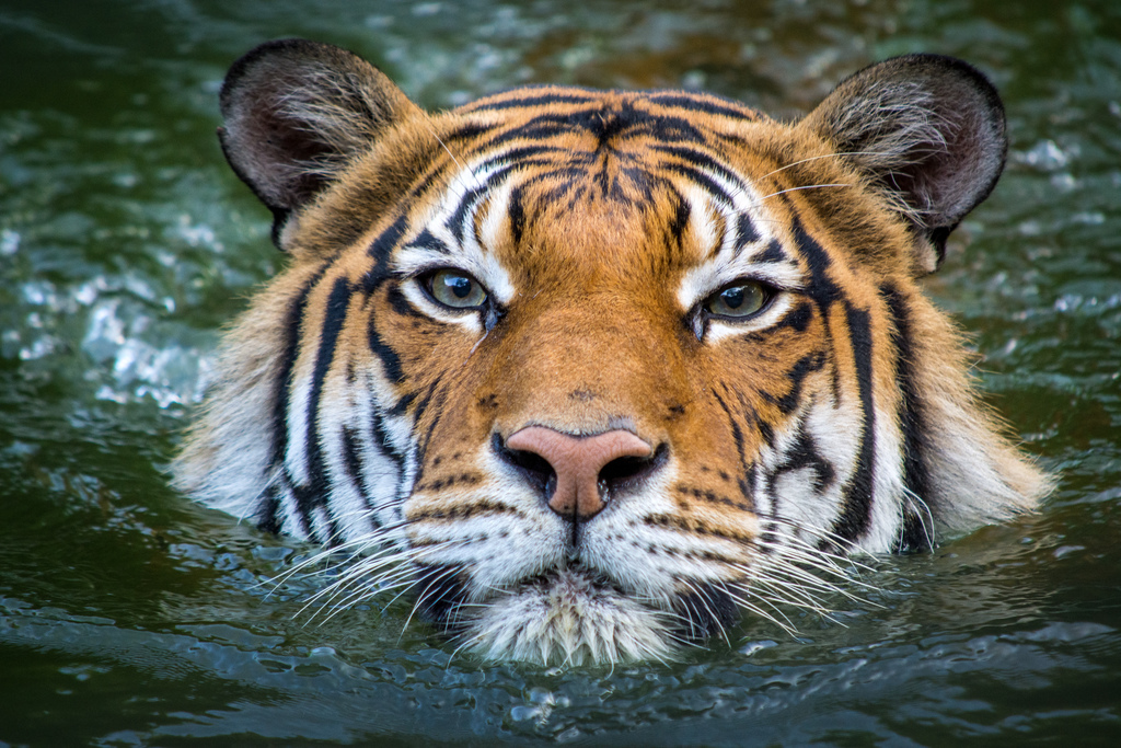 tigers and teddies