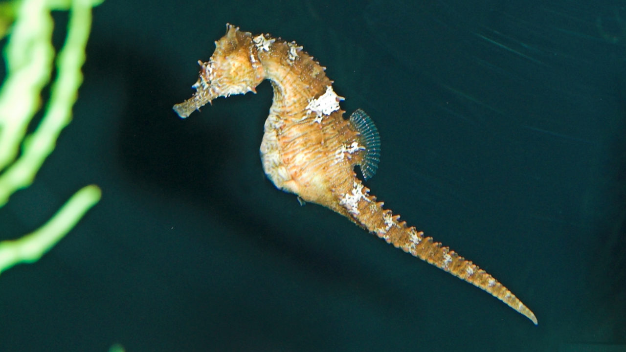 Lined Seahorse The Houston Zoo