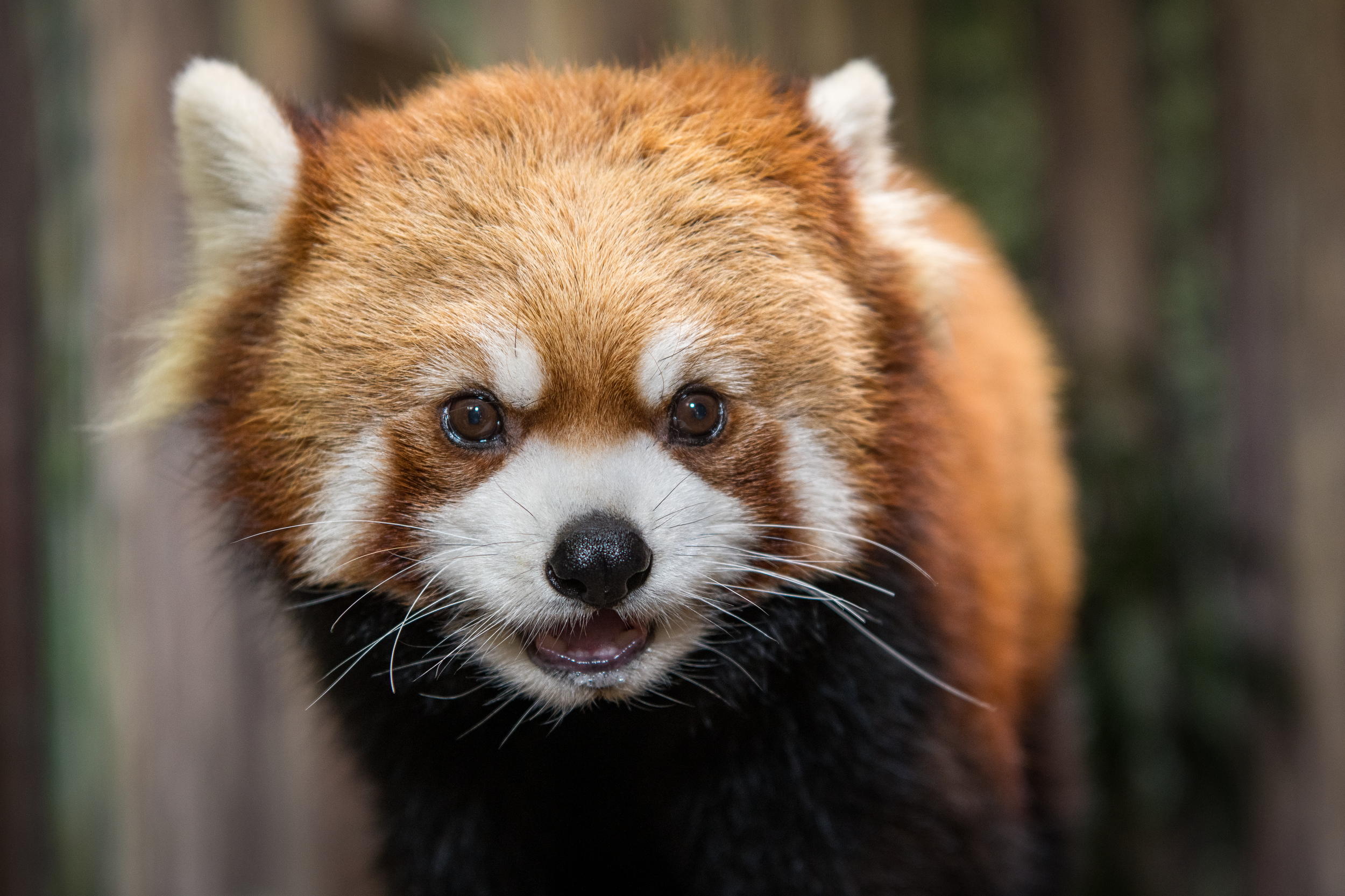 red panda teddies