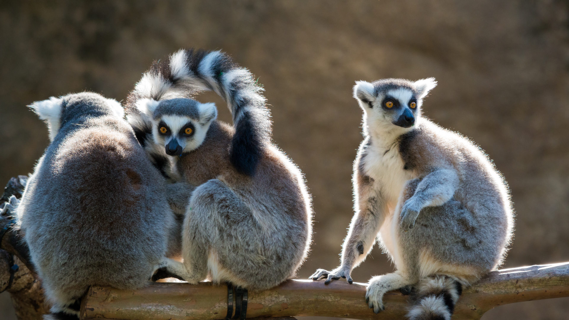 wild republic ring tailed lemur