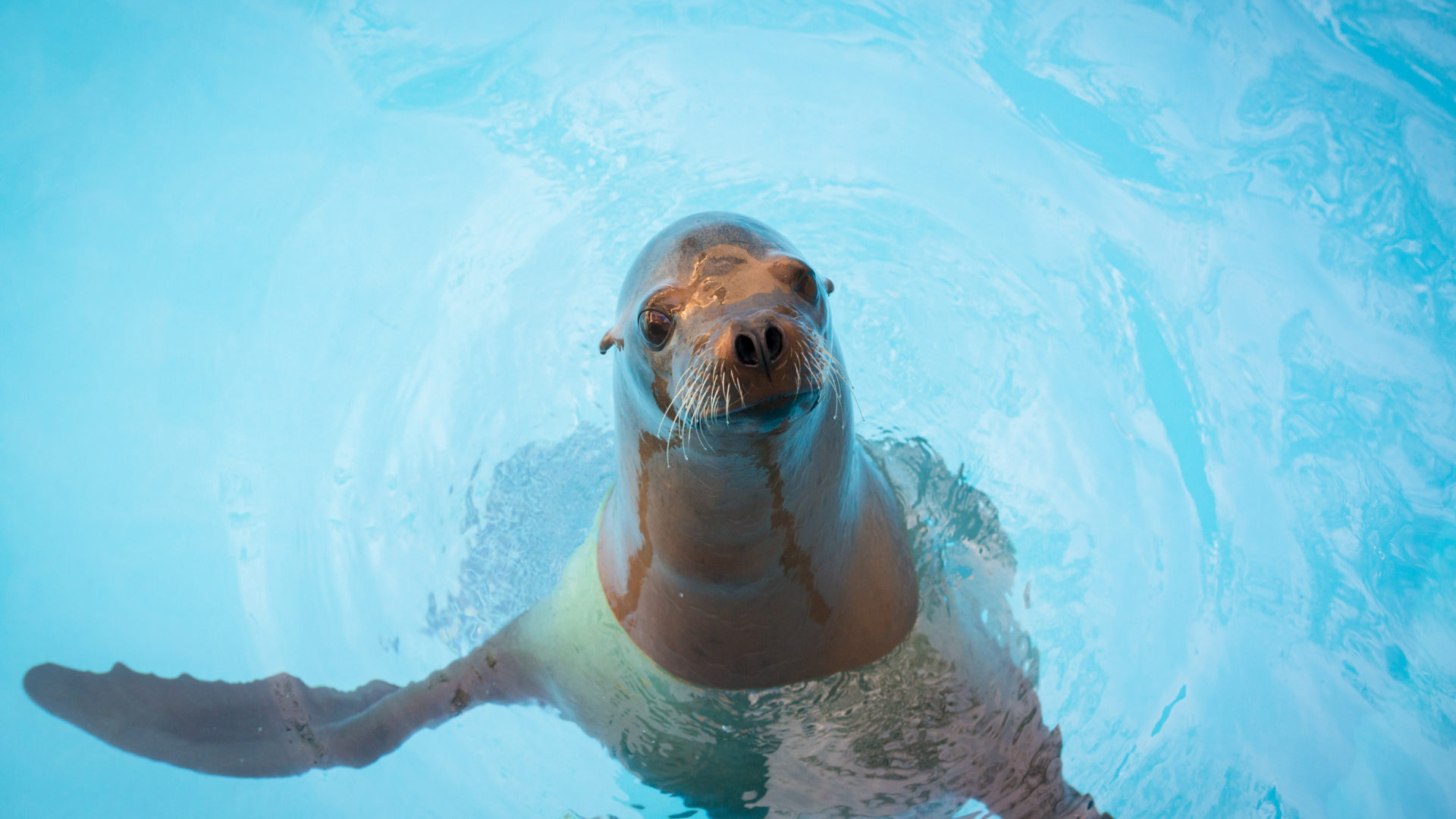 Sea Lion - The Houston Zoo