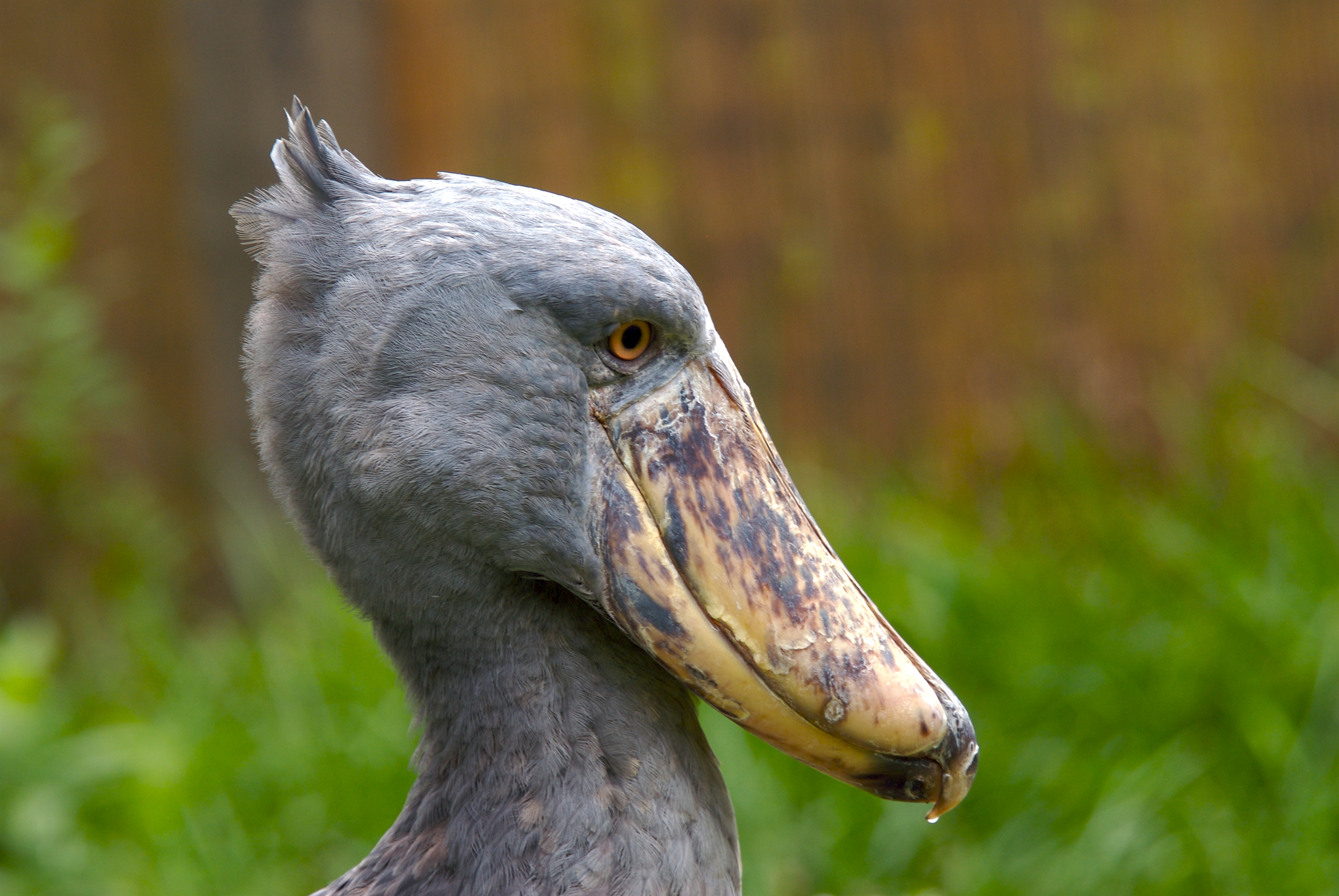 shoebill stork related to dinosaur