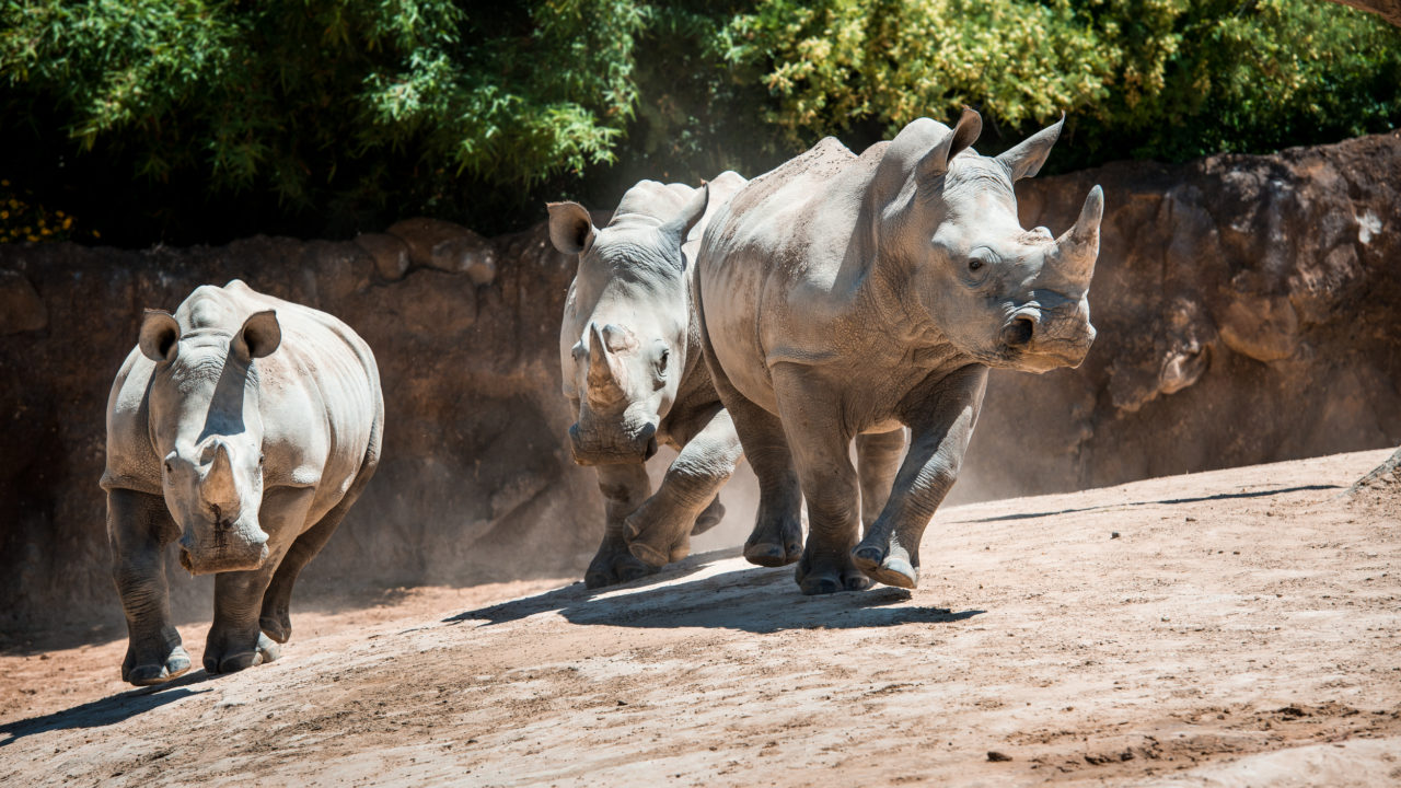 three southern white rhinos running in habitat