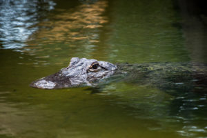 Member Morning: Texas Wetlands
