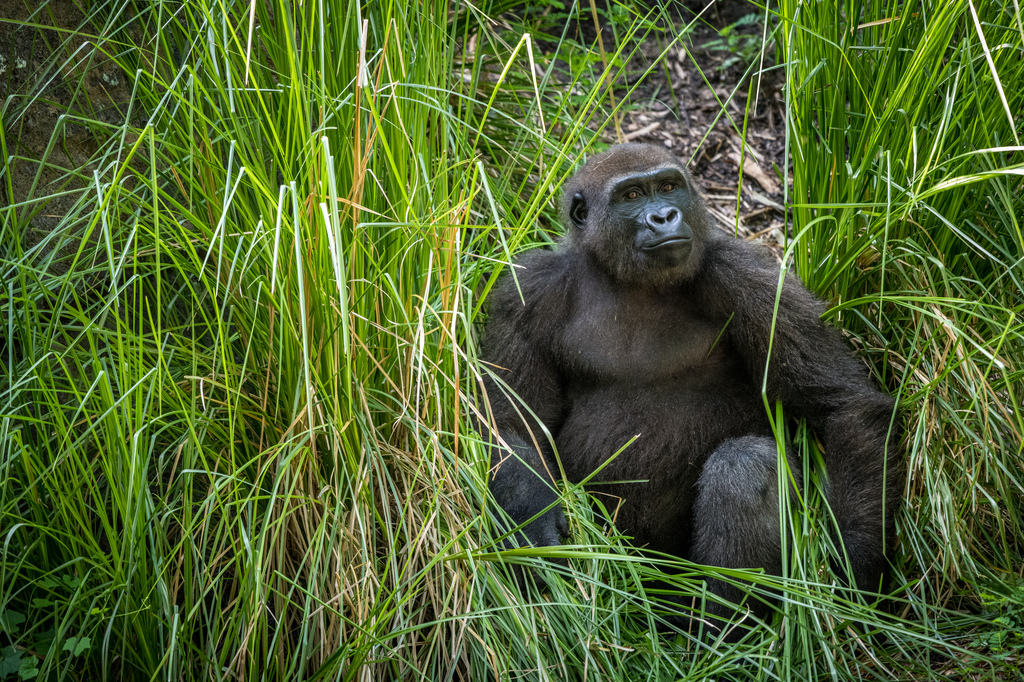 Commit to Saving Gorillas in 2020 - The Houston Zoo