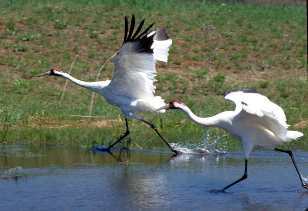 Whooping Cranes Weather the Storm with the Help of You and the Zoo