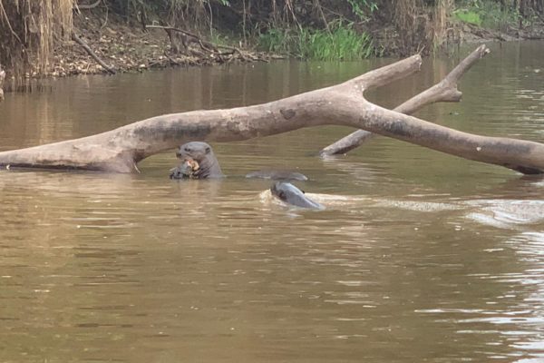 Rulers of Brazil’s Pantanal Waterways: Giant Otters