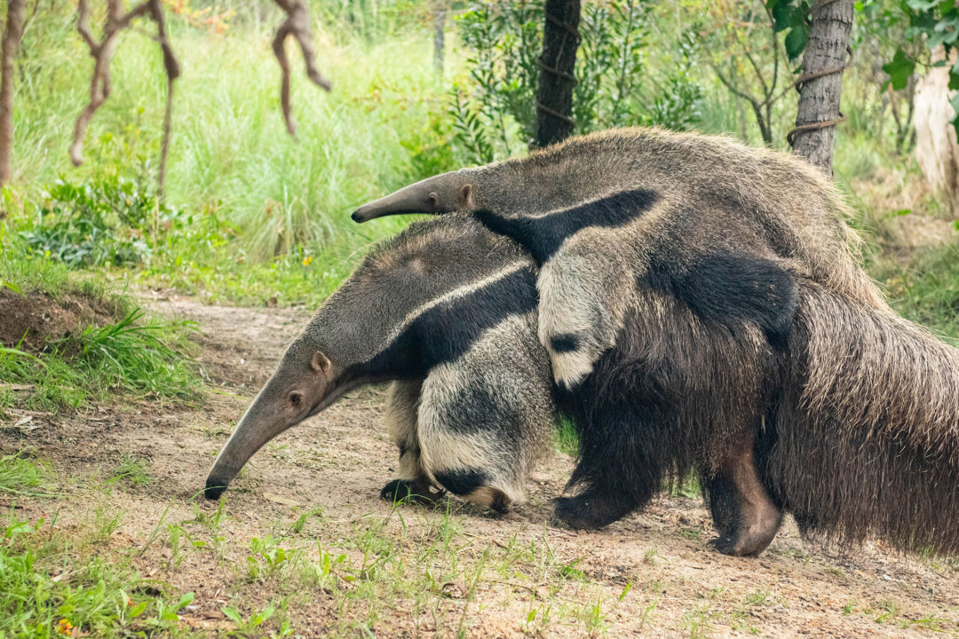 giant anteater with baby giant anteater on back walking around habitat