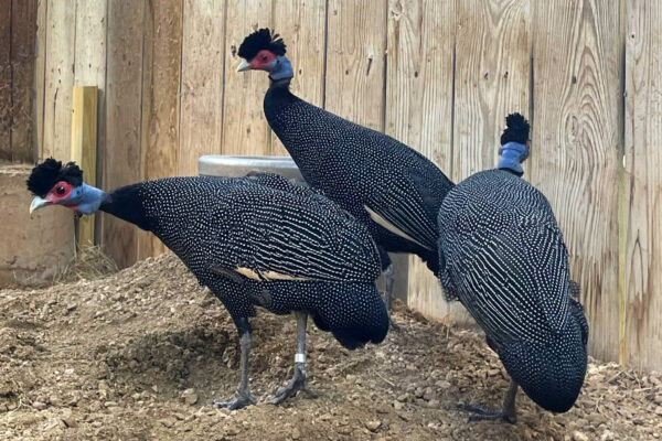 New Zoo Friends are Ready for Back-to-School Season