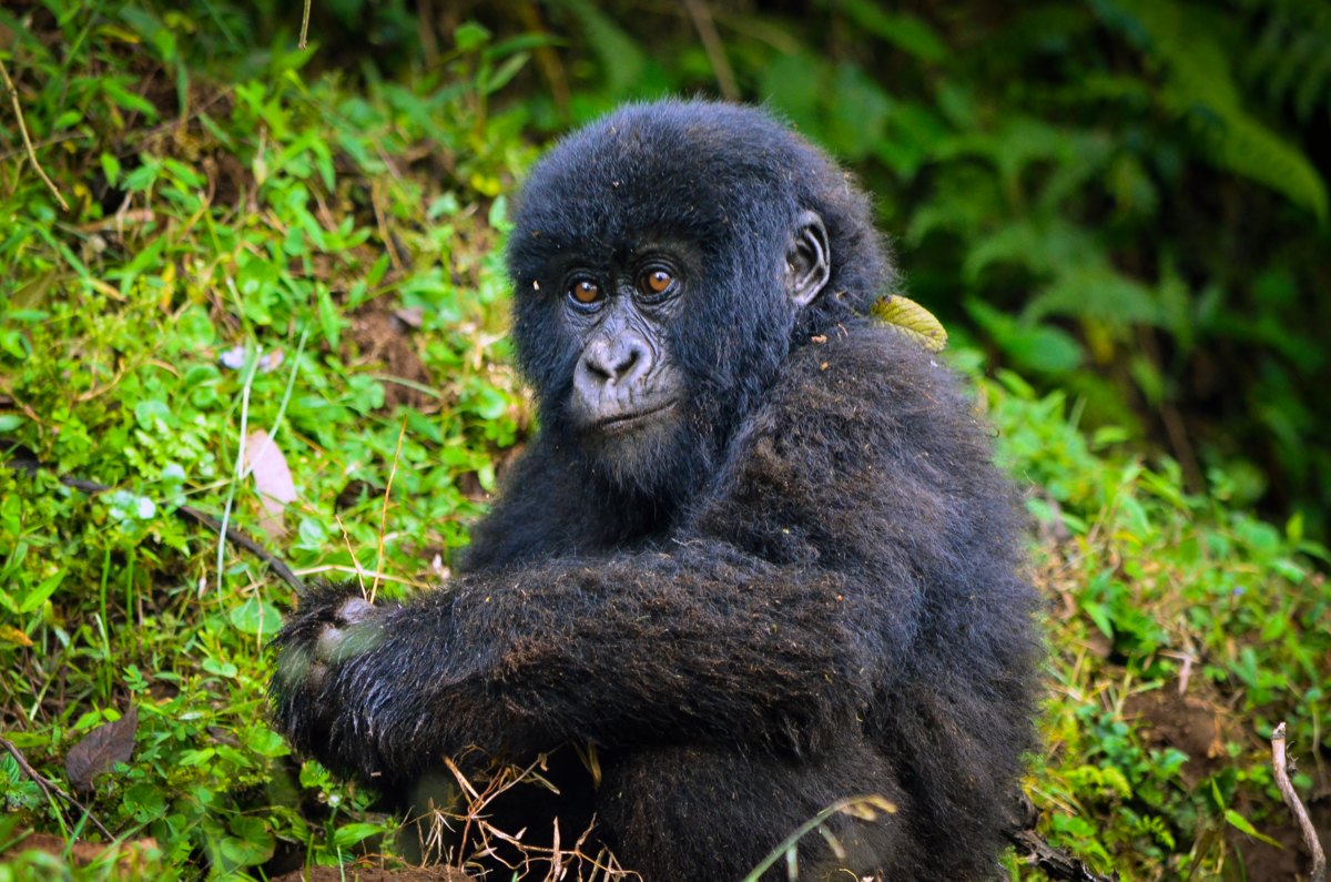 Mountain Gorillas’ Future is a Little Brighter - The Houston Zoo