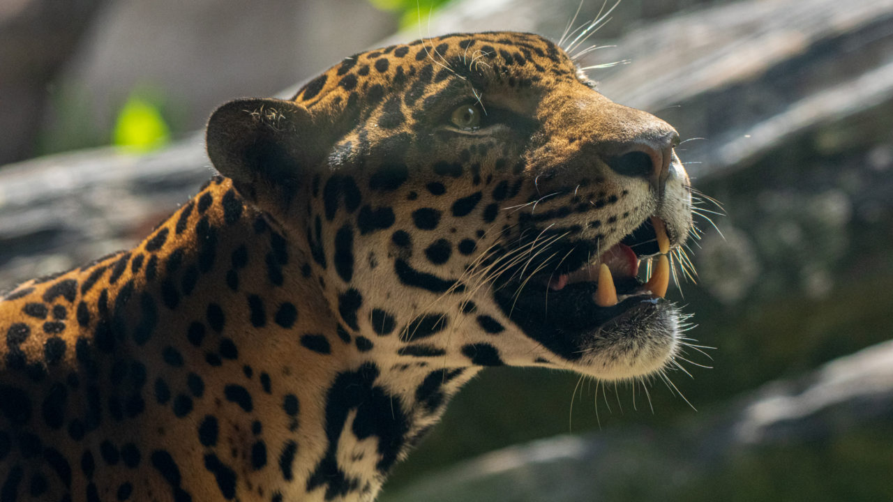 male jaguar Tesoro looking up towards the sky in habitat